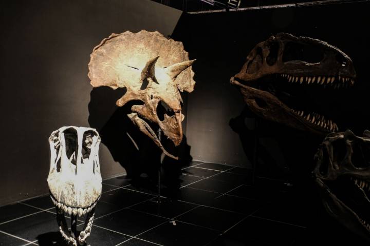 Esqueletos de dinosaurios del parque de Dinópolis