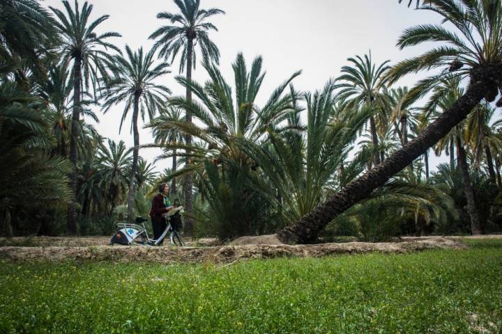Mirando un palmera que crece inclinada en la Ruta de las Palmeras Singulares del parque de palmerasdel Filet de Fora, en Elche (Alicante).