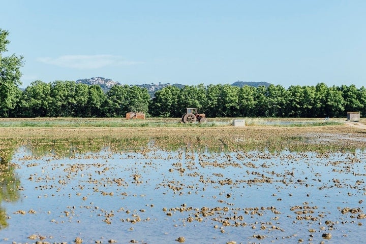 Pals cuenta con una veintena de payeses de arroz, dos molinos y tres marcas comerciales.