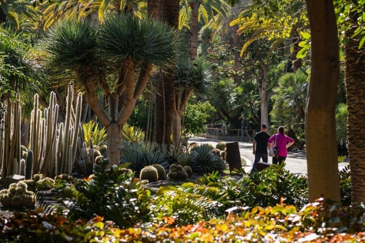 Parque García Sanabria (Santa Cruz de Tenerife)
