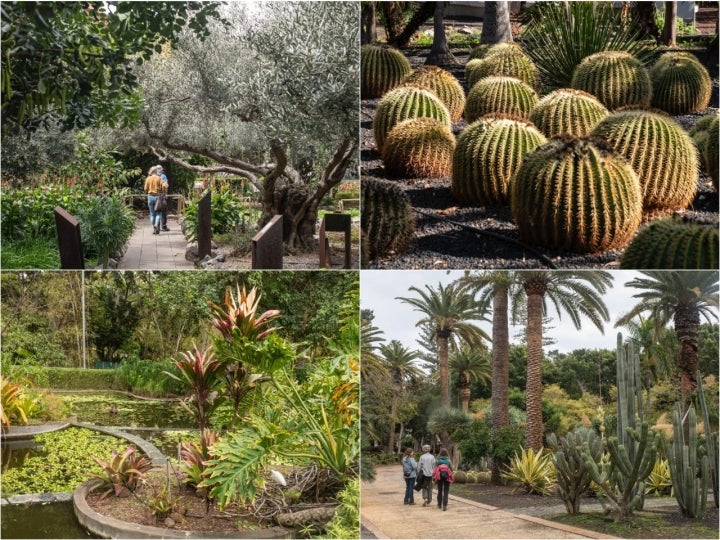 Parque García Sanabria (Santa Cruz de Tenerife)