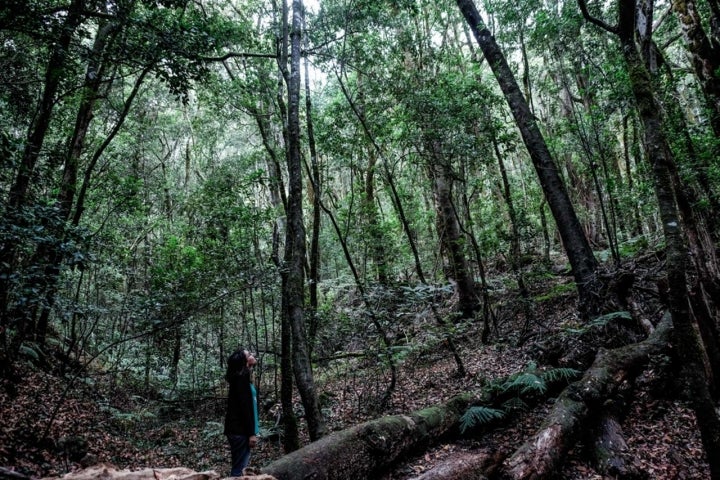 Bosque del Parque Nacional de Garajonay, La Gomera.