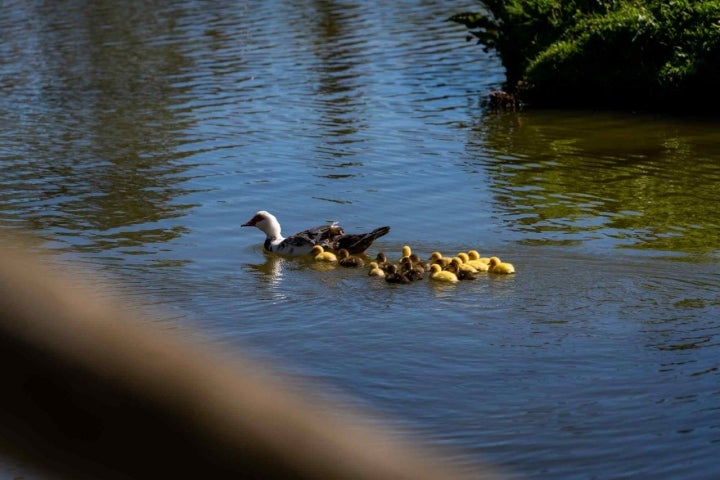 Familia de patos.