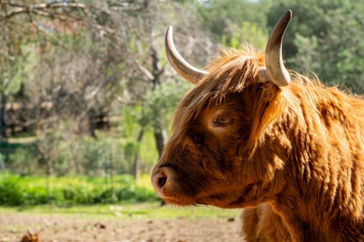 Vaca Highlands.