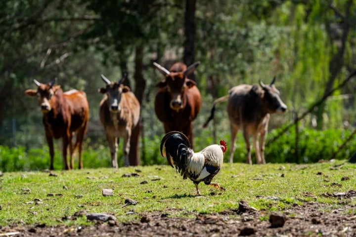 Vacas y un gallo.