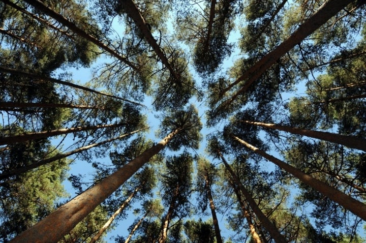 Parque Nacional de Guadarrama: Bosque de Valsaín