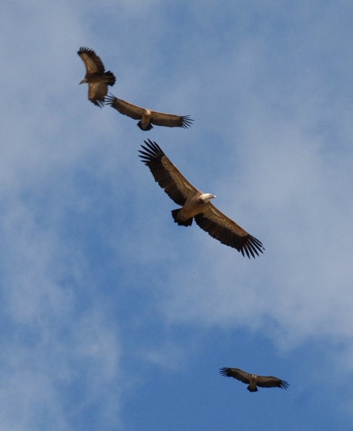 Parque Nacional de Monfragüe: Buitres