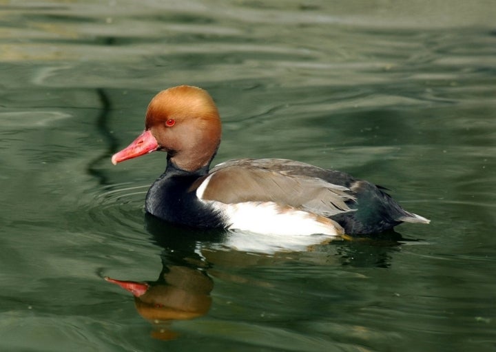 Parque Nacional Daimiel: pato colorado