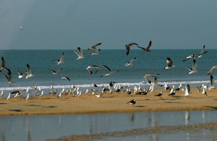 Parque Nacional Doñana: Bandada de gaviotas en la playa