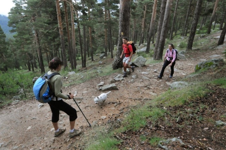 Parque Nacional de Guadarrama: Excursionistas por el bosque de Valsaín