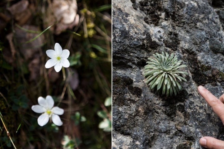 Pasarelas Panticosa (Huesca): flora y vegetación