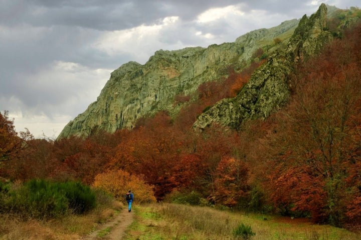 faedo de ciñera leon