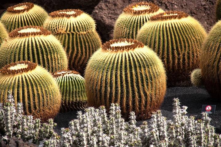 Los cactus esféricos son conocidos como Echinocactus grusonii.