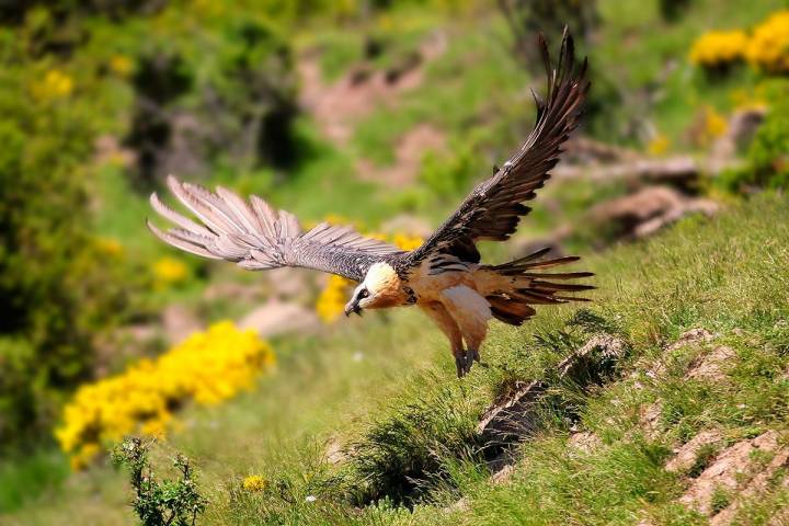 Esta época del año es perfecta para el turismo ornitológico. Foto: Shutterstock.