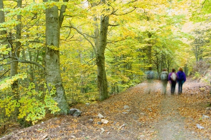 ¿Qué tal un paseo por el parque natural del Moncayo? Foto: shutterstock.