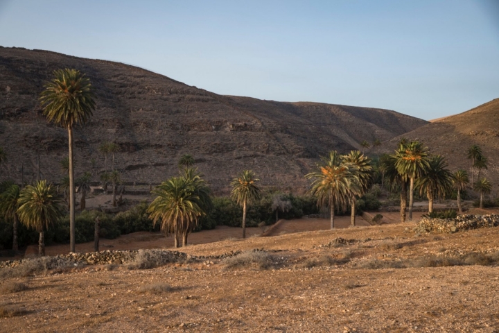 Palmeral Madre del Agua (Fuerteventura)