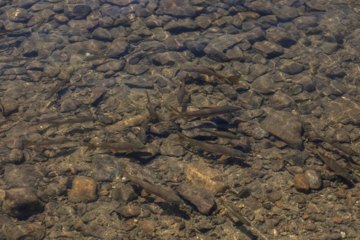 Pesca Lago de Sanabria