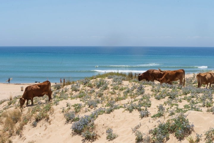 Playa Zahora surf