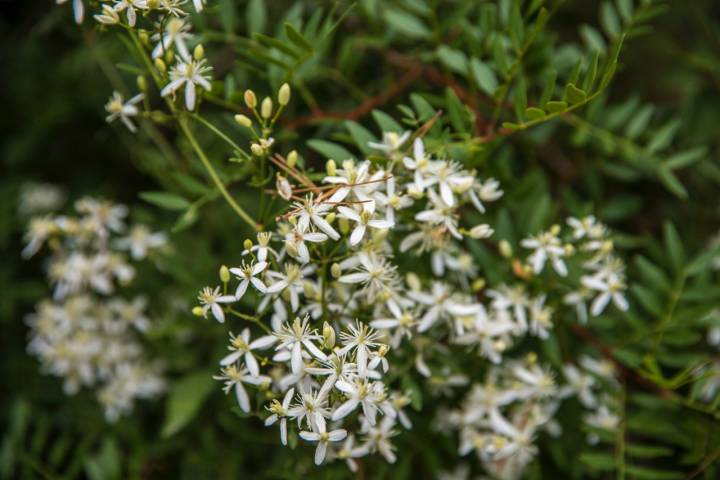 Flores de la murta (mirto), muy común en la senda Blanca de Xeraco