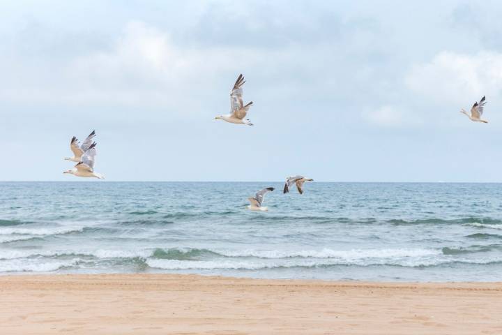 Varias aves sobrevuelan la playa de Xeraco