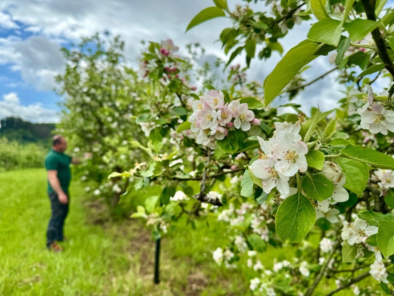 Manzanos en floración