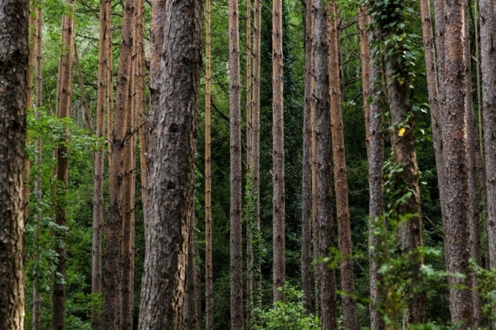 Piscinas naturales río Arba de Luesia: bosque