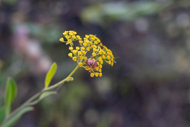 Detalle de una de las muchas plantas que encontramos (y sus habitantes).