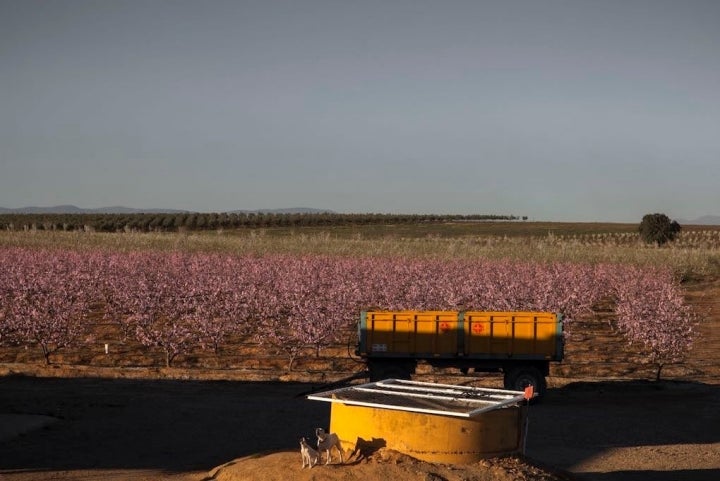 Campos frutales en un terreno que antaño estuvo seco.