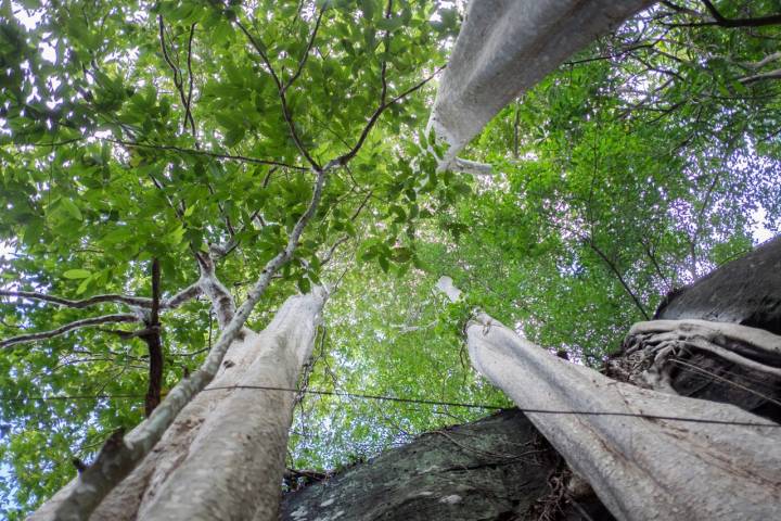 A 23 kilómetros, encontramos un bosque con 35 ejemplares de secuoyas. Foto: Agefotostock