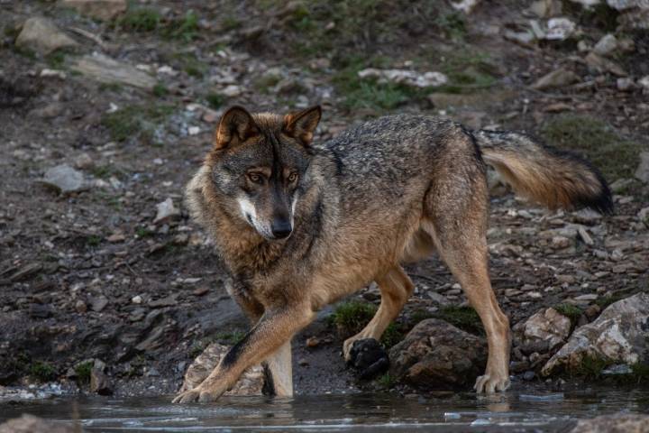 Los lobos viven en semilibertad en plena Sierra de la Culebra.