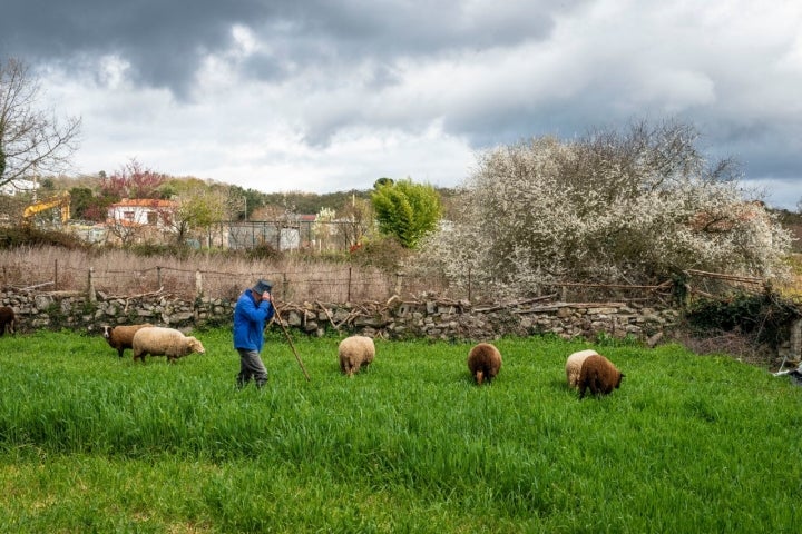 Ovejas Galicia