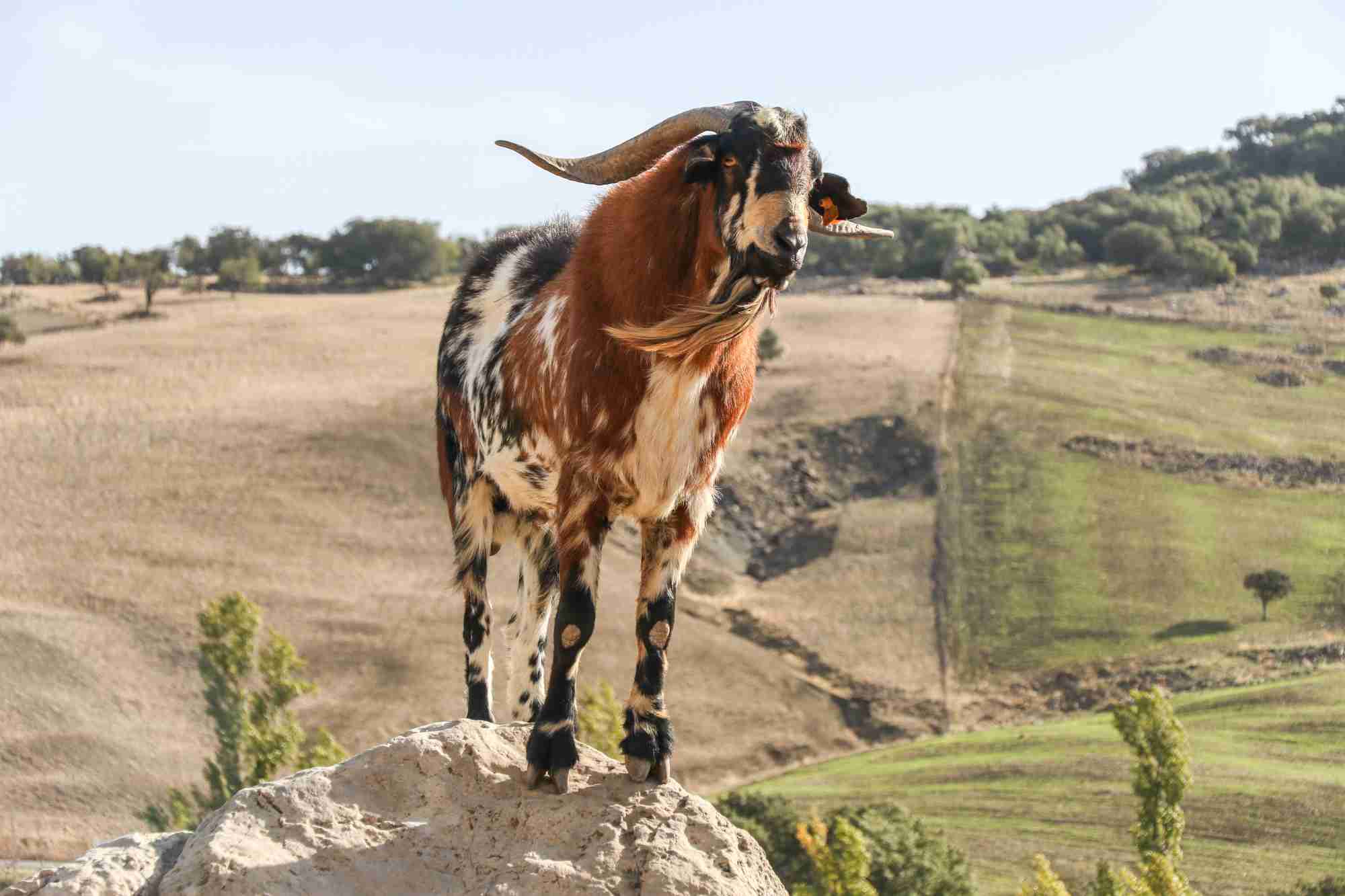 Ejemplar de cabra payoya.