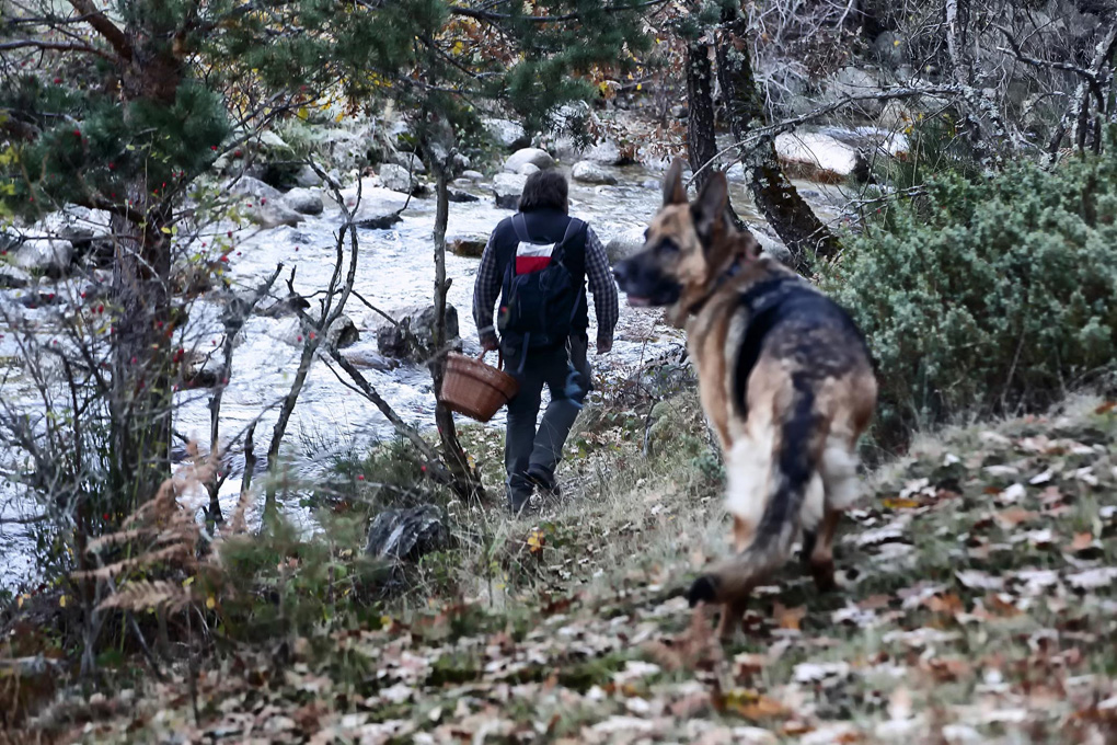 Hombre con un perro buscando setas.