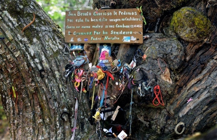 Ruta por el Cañón Mao (Ribeira Sacra): castaño de San Benito