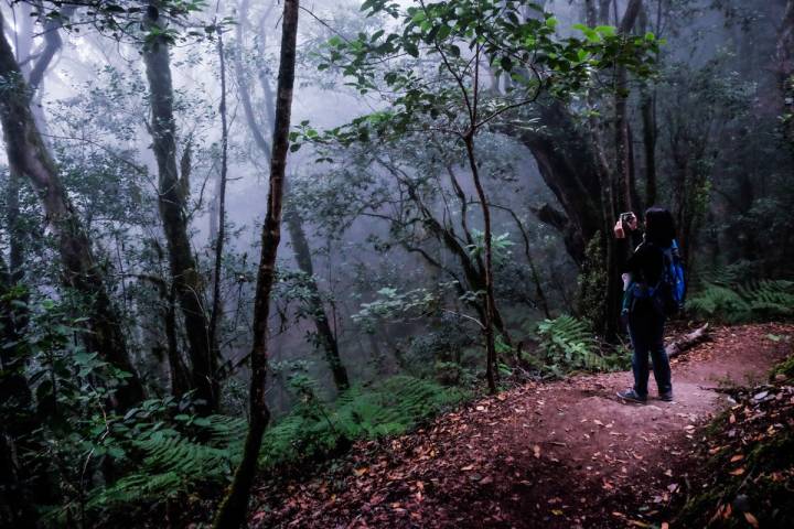 La niebla de los bosques gomeros contribuye a alimentar los mitos y leyendas