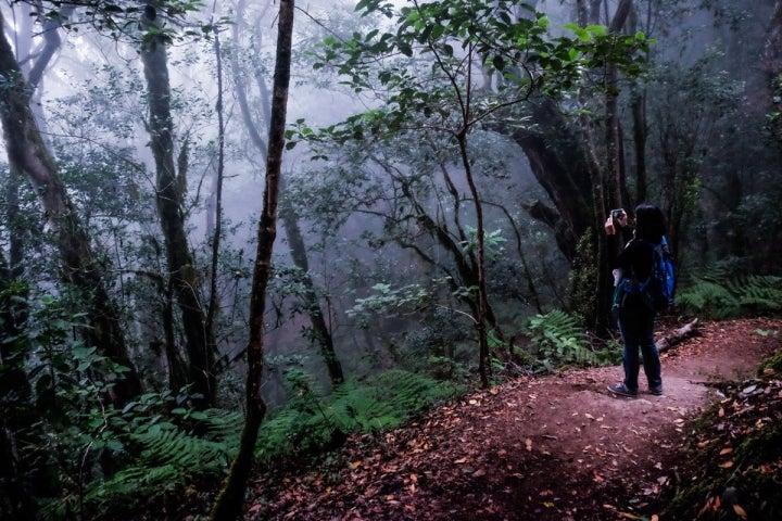 La Gomera: Sendero en el Parque Nacional de Garajonay. Foto: Hugo Palotto