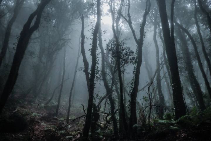 La Gomera: Bosque con niebla del Parque Nacional de Garajonay. Foto: Hugo Palotto