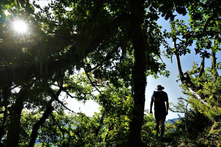Asturias con los cinco sentidos: bosque de Muniellos