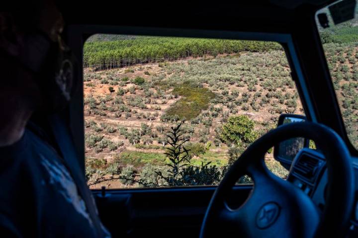 Vista de los olivos de aceituna manzanilla extremeña repartidos en bancales.