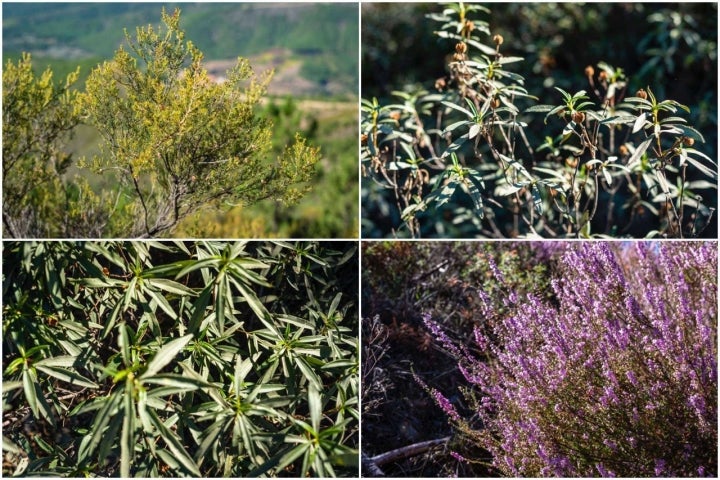 Plantas de la Sierra de Gata