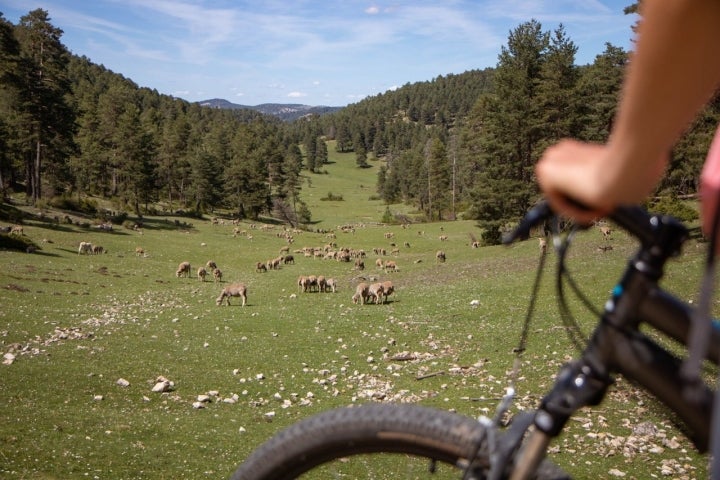 Ganado Serranía Cuenca