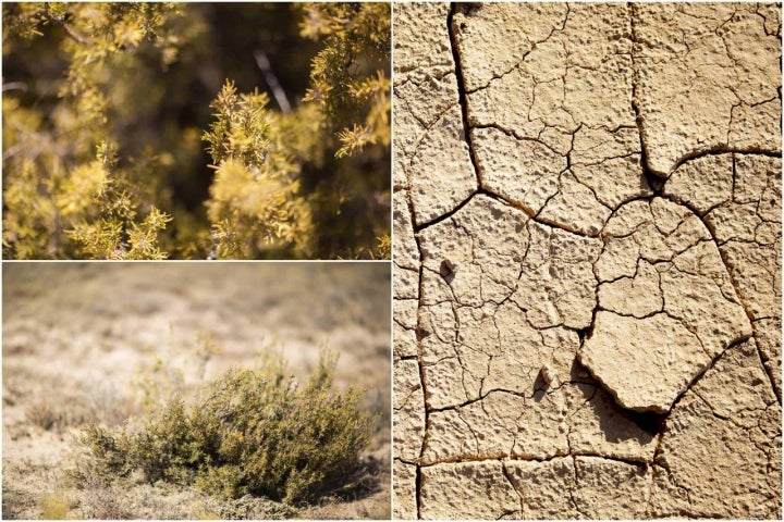 Vegetación Bardenas Reales