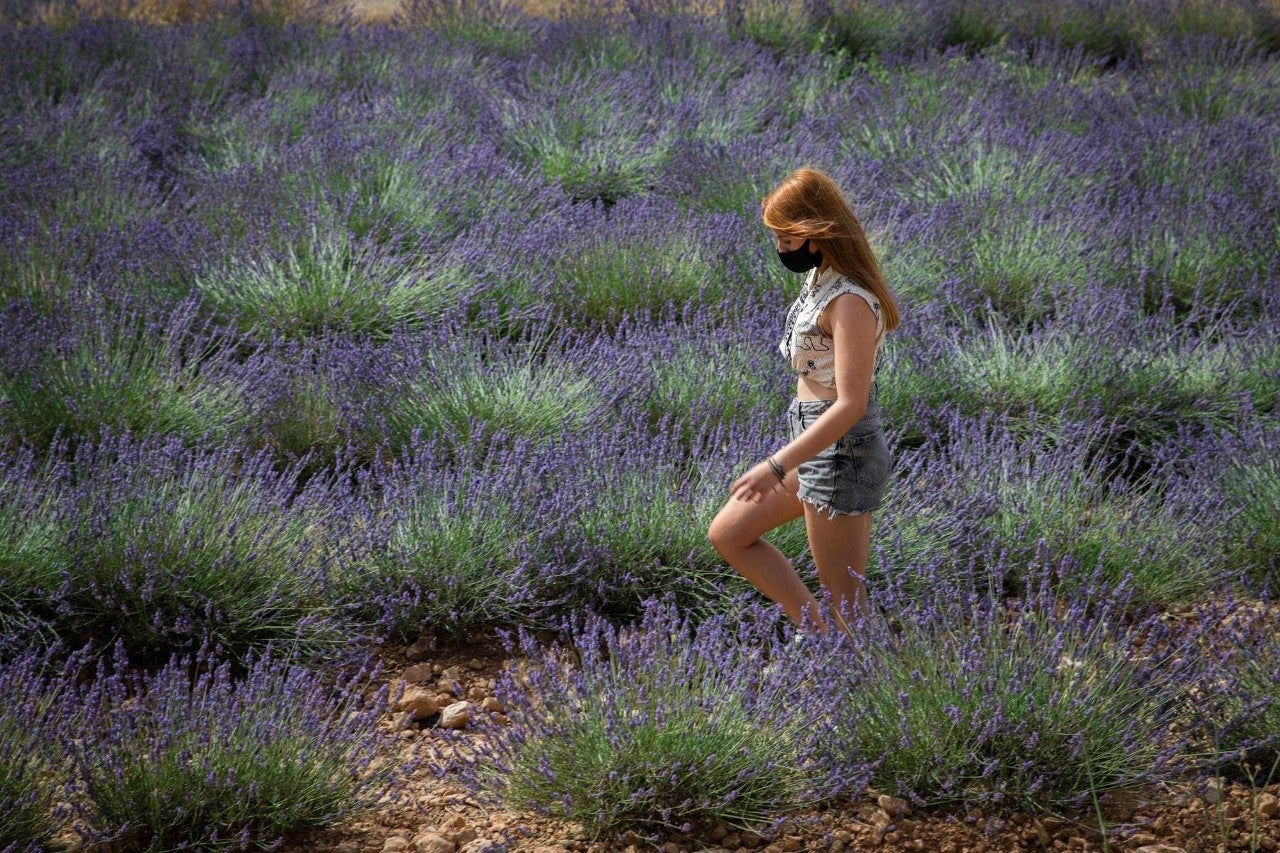 Los campos de plantas aromáticas dan un impulso a la comarca castellonense de Els Ports.