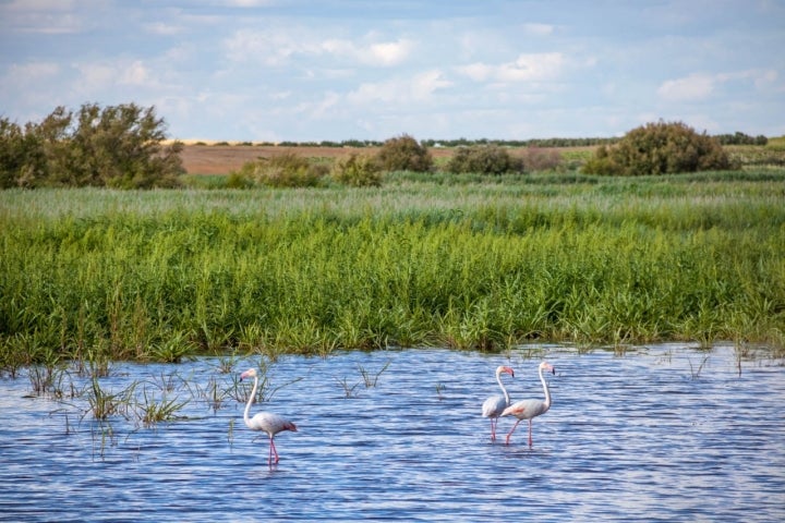 Aquí encontramos plantas halófilas de gran interés, además de un sinfín de aves como nuestro ansiado flamenco.
