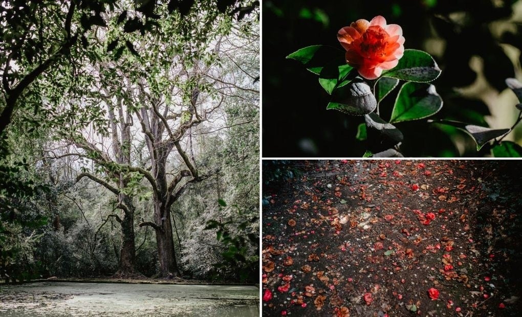 El paraíso de la dama de las flores: la camelia