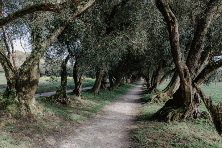 El pasadizo de olivos de Santa Cruz de Rivadulla.