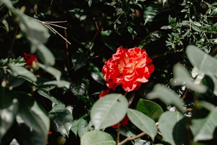 Las camelias más salvajes están en Rivadulla.