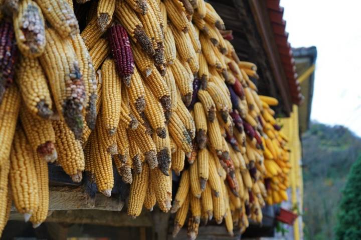 Hórreos y maíces en Pedroveya.