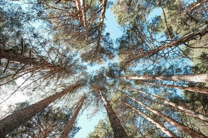 La sombra de los pinos nos acompaña en el camino de vuelta.