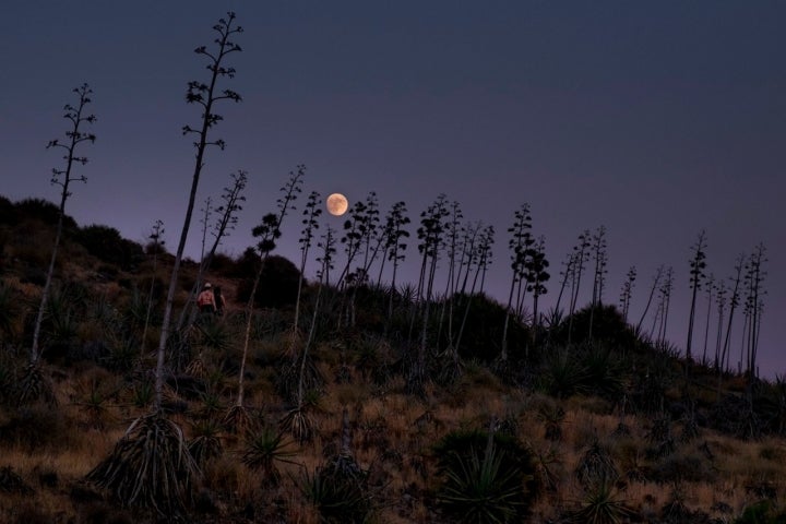 La pita es, quizá, la planta más típica de la zona.